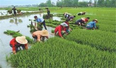 中稻什么時(shí)候下種、幾月收割？