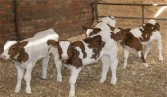 犢牛的管理工作主要有哪些？以下六項是必做的