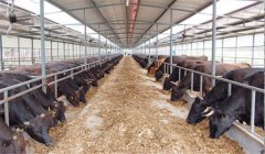 牛舍怎么建設(shè)才好用，好的牛舍啥標(biāo)準(zhǔn)？