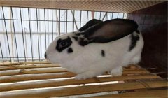 種公兔的管理要點(diǎn)，共五點(diǎn)，你知道嗎？