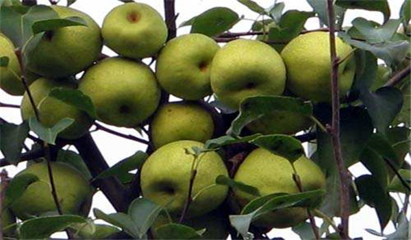 梨莖蜂蟲害的發(fā)生規(guī)律