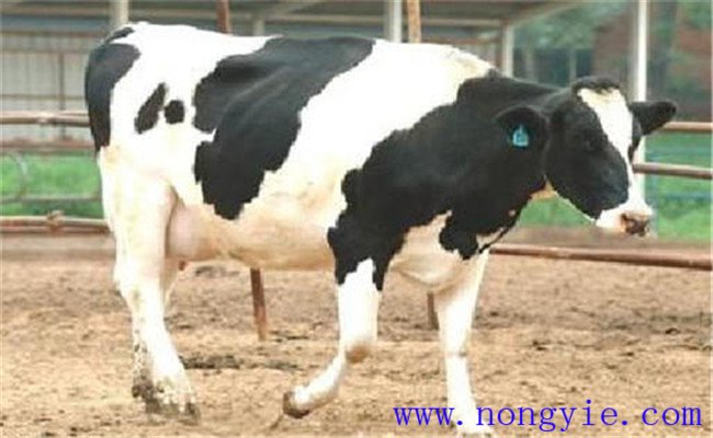 奶牛多產(chǎn)奶、產(chǎn)好奶的九大絕招妙法