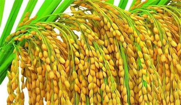 水稻結(jié)實(shí)率不高的原因