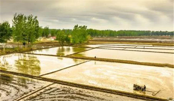 選好秧田，施足底肥