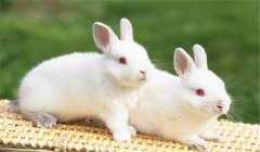泌乳母兔管理很重要，這幾點(diǎn)你必須知道！