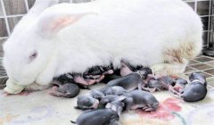 仔兔的睡眠期為多少天，如何提高仔兔成活率？