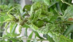 繡線菊蚜危害癥狀，種植蘋果如何防治繡線菊蚜