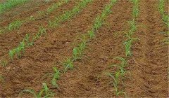 夏播玉米種植時(shí)間:夏玉米什么時(shí)候種最合適
