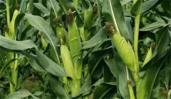 玉米穗期是什么時(shí)候，玉米穗期管理要點(diǎn)有哪些