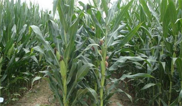 中耕除草、適當(dāng)培土