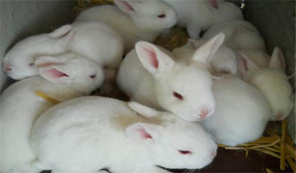 飼草飼料要新鮮、干凈