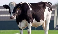 奶牛干奶期是多長(zhǎng)時(shí)間，干奶的方法有哪些？