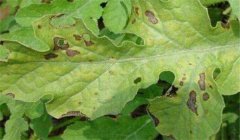 山楂葉斑病的防治方法，用什么藥防治？