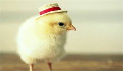 種公雞的飼養(yǎng)管理要點(diǎn)有哪些？