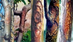 梨樹腐爛病怎么治效果最好，用什么藥治？