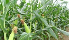 玉米追肥的最佳時(shí)間是什么時(shí)候，用什么肥好？