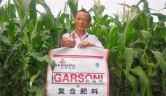 玉米基肥比例多少好，玉米基肥施多少合適？