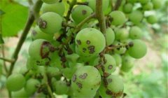 葡萄黑痘病癥狀及防治方法,用什么藥最有效