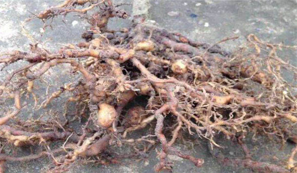 桃樹根結線蟲癥狀