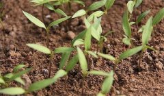 早春茬辣椒育苗時間為何時，一畝地栽多少棵辣