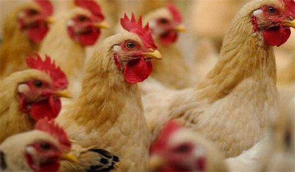 營養(yǎng)要求低，后期對能量利用強