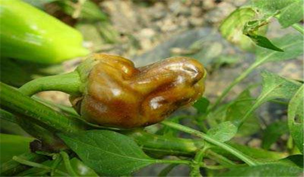 發(fā)病規(guī)律