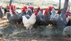 種公雞怎么選，選育種公雞的標(biāo)準(zhǔn)是什么？