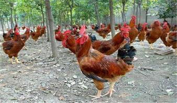 種雞公、母要分開(kāi)飼養(yǎng)