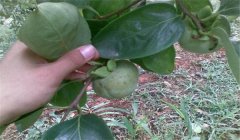 柿圓斑病防治方法，柿子圓斑病用什么農(nóng)藥