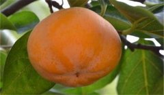 柿瘋病圖片及防治方法,柿瘋病用什么農(nóng)藥