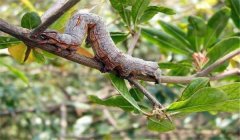 棗尺蠖危害癥狀，棗尺蠖用什么農(nóng)藥防治效果好