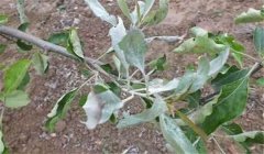 山楂樹白粉病怎么防治，用什么藥？