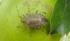 茶翅蝽防治方法，告訴你茶翅蝽怎么消滅