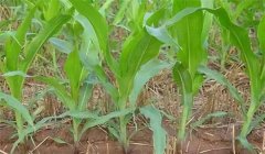 玉米穗期怎樣施肥，玉米穗期追什么肥