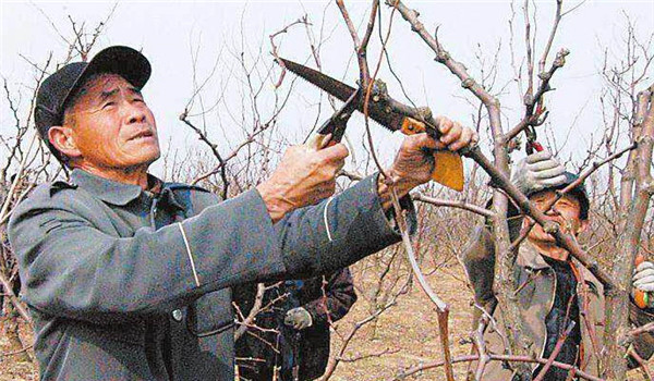 棗樹(shù)修剪的時(shí)間