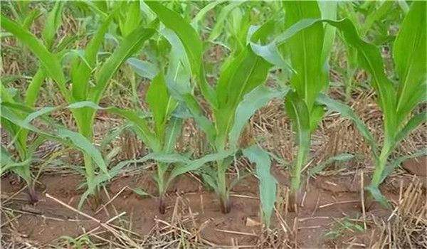 玉米追肥注意事項