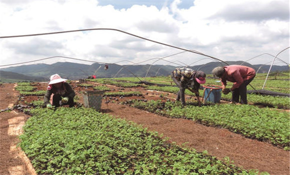 當(dāng)歸種植技術(shù)要點(diǎn)