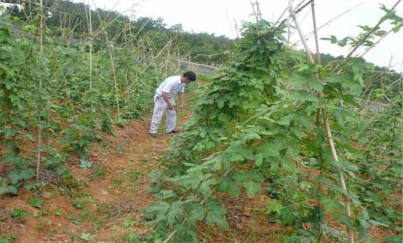 葛根的施肥方法