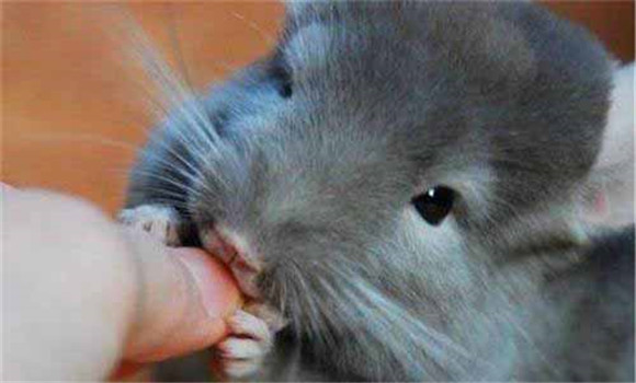 毛絲鼠的日常管理應注意事項
