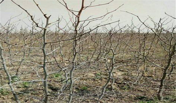 棗樹(shù)的種植時(shí)間