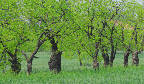 棗樹(shù)栽植方式
