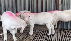 羔羊育肥最快方法，羔羊集中育肥建議配方