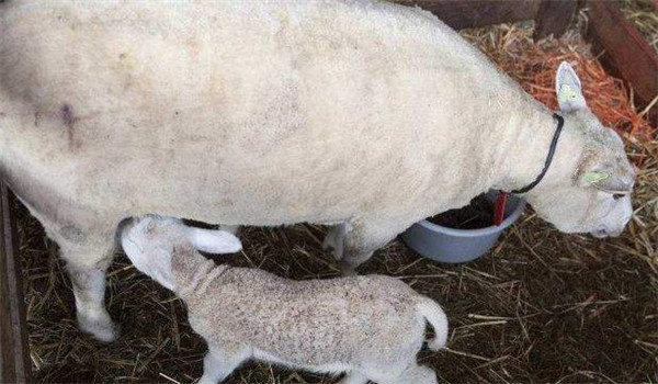 母羊的產(chǎn)后護理