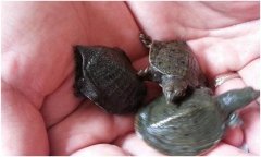 鱉的飼養(yǎng)方法，鱉的養(yǎng)殖方法及注意事項