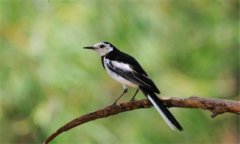 養(yǎng)鳥一般養(yǎng)什么鳥，家庭適合養(yǎng)哪些鳥