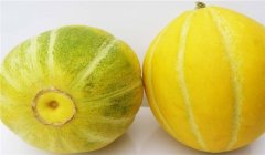 甜瓜熟不熟怎么判斷，甜瓜成熟度鑒別技術(shù)