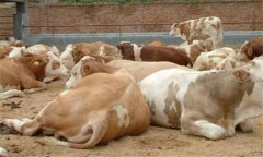 牛附紅體病的癥狀與治療方法，用什么藥治療