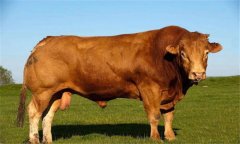 牛炭疽病的預(yù)防和治療方法、防治技術(shù)要點(diǎn)