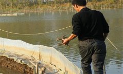 養(yǎng)蟹池怎么設計思路：如何建造養(yǎng)蟹池塘？