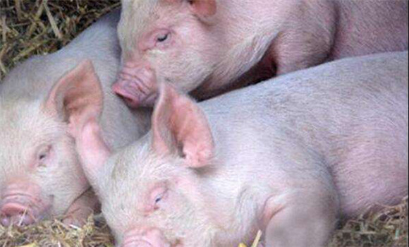 豬亞硝酸鹽中毒如何解救、治療